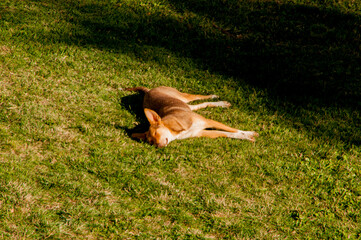 dog in the park