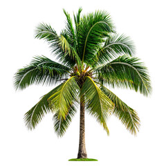 Obraz premium A tall palm tree with a slender trunk and lush, green fronds spreading outward.