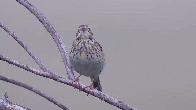 Tree Pipit (Anthus trivialis).  Close-up of a bird sitting on a tree branch.  Bird singing. Sound inside.