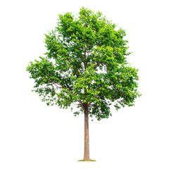 A tall, leafy tree with a sturdy trunk and dense green foliage.