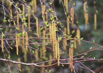 Birch blossoms in nature in spring