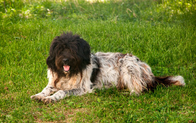 bernese mountain dog