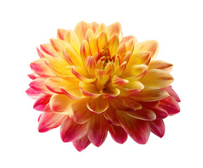 Bright and colorful dahlia flower for floral design and decoration on a transparent background, cut out