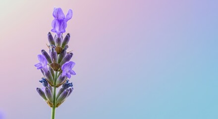 Single Lavender Bloom Soft Pastel Background - Delicate lavender flower, symbolizes purity, serenity, tranquility, calmness, and healing. A perfect for relaxation and wellness themes