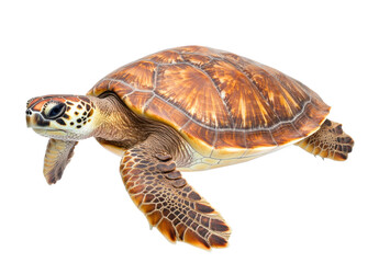 Obraz premium Graceful sea turtle swimming in crystal clear water on a transparent background, cut out