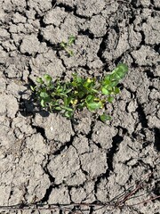 Green sprout on dehydrated dry cracked soil texture and earth background. Top view. Ecology theme