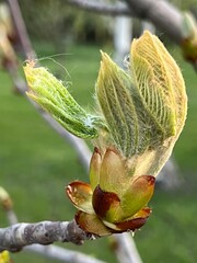 Inflorescences, buds of horse chestnut in spring