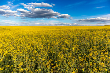 A vast expanse of yellow flowers stretches across the landscape beneath a clear blue sky dotted...