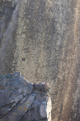 White storks hatching above the cliffs, Cabo Sardão, Vicentine Coast, Portugal.