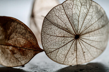 Skeleton Leaves Close-Up &ndash; Natural Translucent Texture for Background Use