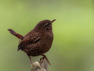 森で周りを見渡しているミソサザイの繊細で美しい羽毛の様子