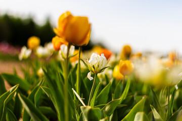Colorful flowers are in full bloom, showcasing bright yellow and white petals in a sunny garden setting