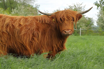 Szkocka krowa na pastwisku 3 © Studio Roslyn