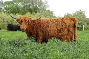 Szkocka krowa na pastwisku 2 © Studio Roslyn