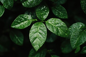Close-up wet leaves