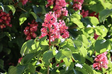 dragon-like Blossoms