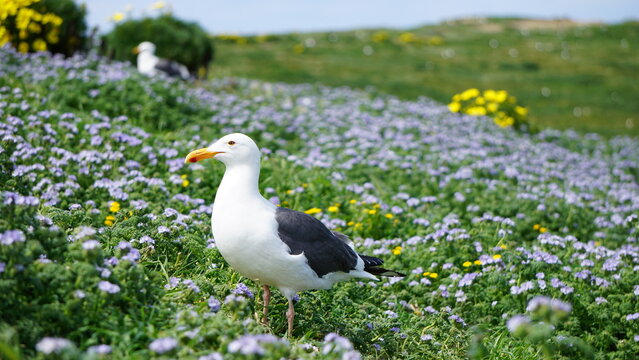 Western seagull with yellow bill standing in purple lupine flowers on Anacapa Island in California