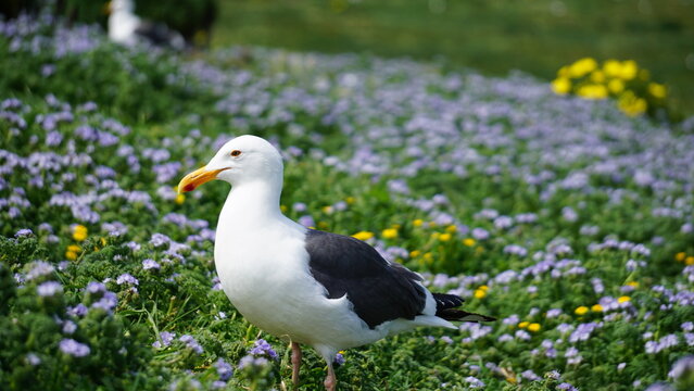 Nesting seagull standing in foreground of island covered in green grass and blue lupine flowers on Anacapa Island