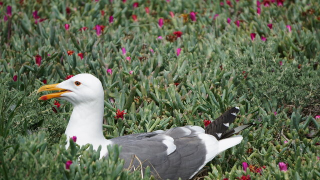 Nesting seagull sitting on nest surrounded by green vegetation and pink flowers on Anacapa Island