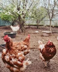 Chicken is a poultry for the production of meat and eggs on the farm