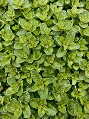 Oregano plants or Origanum vulgare top view