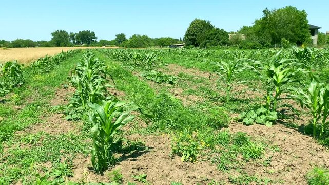 Organic mixed crops. Wide shot: corn and pumpkin plants under sunlight, organic crops of corn and pumpkin in one field. Concept of organic farming, when plants help each other grow and increase yield.