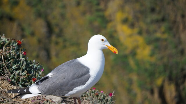 Nesting seagull standing on edge of cliff with yellow and brown background