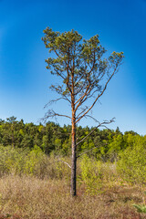A single dwarf pine on a fen in early spring on a sunny day