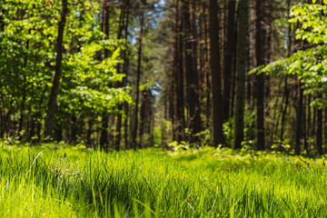 Landscape along a green grassy road through the forest at the beginning of spring
