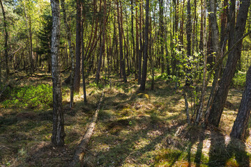 Obraz premium natural landscape with old trees lying on the ground