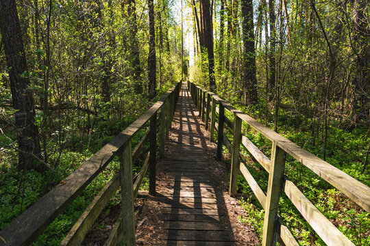 Wooden empty path through green forest at the beginning of spring on a sunny day