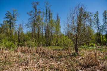 natural landscape with old trees lying on the ground