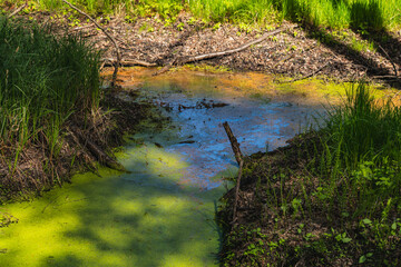A fragment of a drainage ditch overgrown with common duckweed