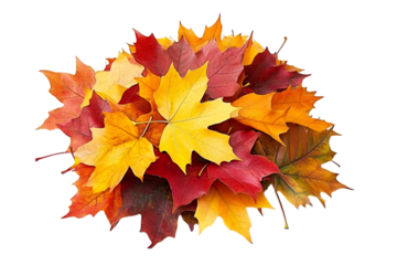 maple leaves isolated on white