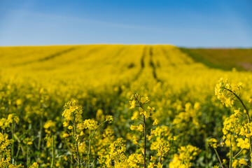 Obraz premium Fields of yellow rapeseed in early spring under a blue sky