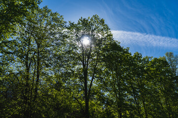 The sun hidden behind a tree full of green leaves at the beginning of spring