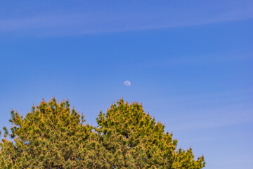 青空の月