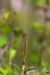Horsetail - Equisetum arvense in a meadow. Beautiful bokeh background