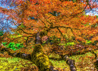 Red Orange Japanese Maple Trees Abstract Van Dusen Garden Vancouver Canada