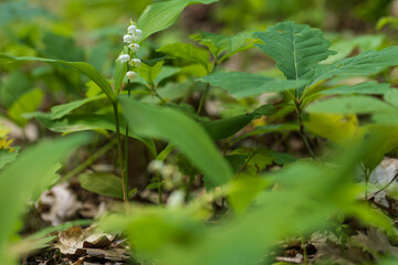 Lily of the valley - Convallaria majalis - white flower with green leaves in the forest. Beautiful bokeh. Poisonous flower