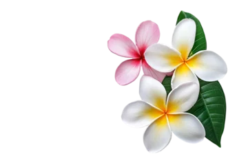 Gardinen frangipani flower isolated on white © Coca