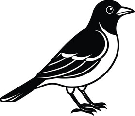 Bird Silhouette Vector Illustration In White Background
