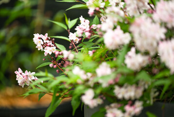 Close up of Ditzy Deutzia Nikko Blush Flowering in Garden