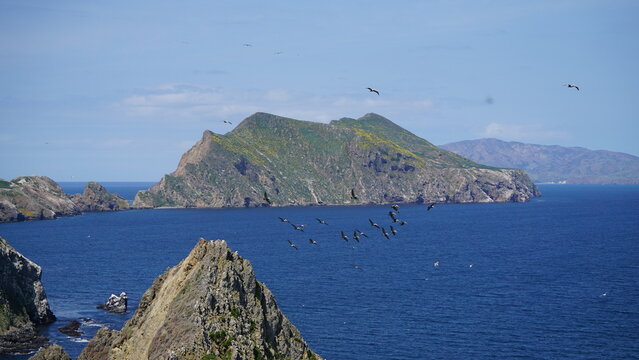 Birds flying between the Channel Islands in California with view of distant mountain cliffs covered in yellow spring flowers surrounded by blue ocean
