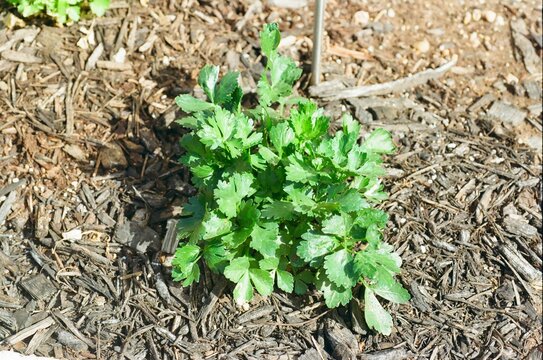 Apium graveolens var. secalinum - Chinese Green Cutting Celery 
