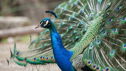 stunning peacock vibrant colors detailed feathers