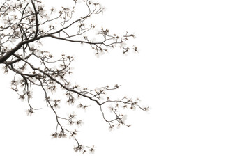 Fototapeta premium Flowering branch with white blooms isolated on transparent background