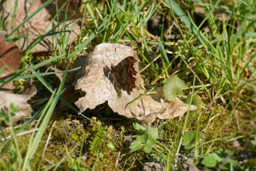 Comma butterfly (Polygonia c-album) sitting on a brown leaf in Zurich, Switzerland