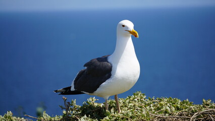 Nesting seagull standing on green vegetation with blue ocean in background