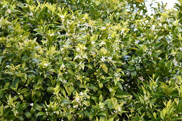 Flor de larajeira e tangerineira